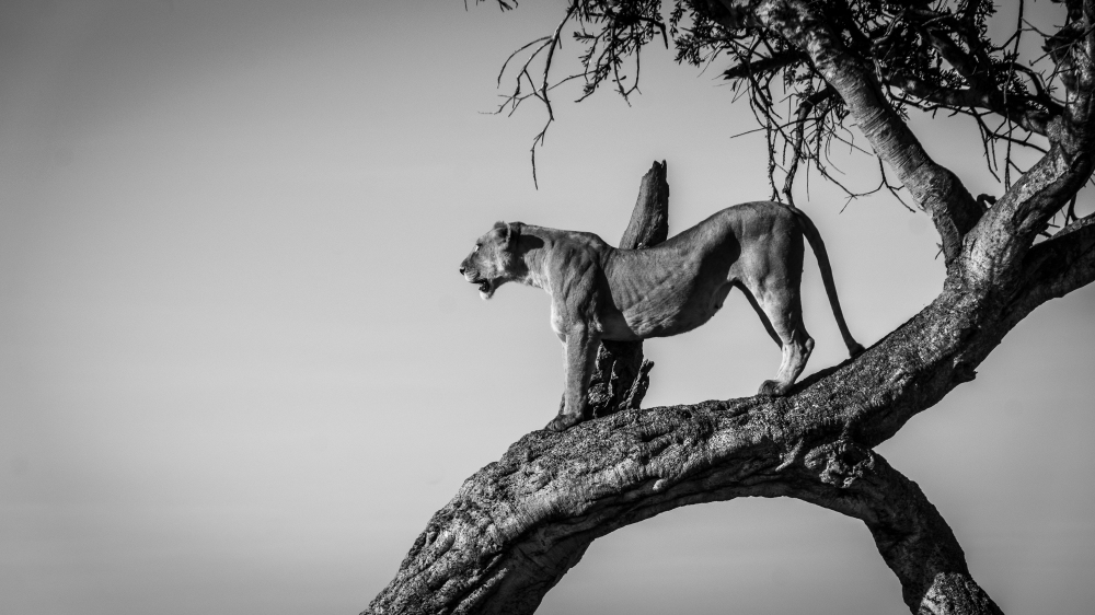 Early one morning, we saw a lioness in a tree scouting for prey.